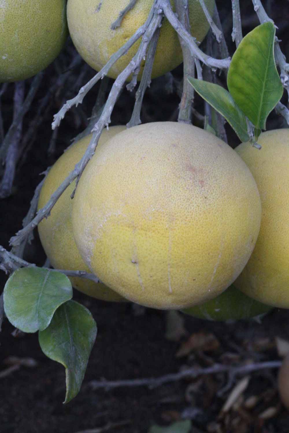            Fruit (Riverside, CA)   